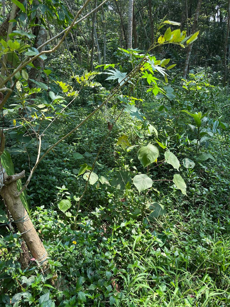 land pic