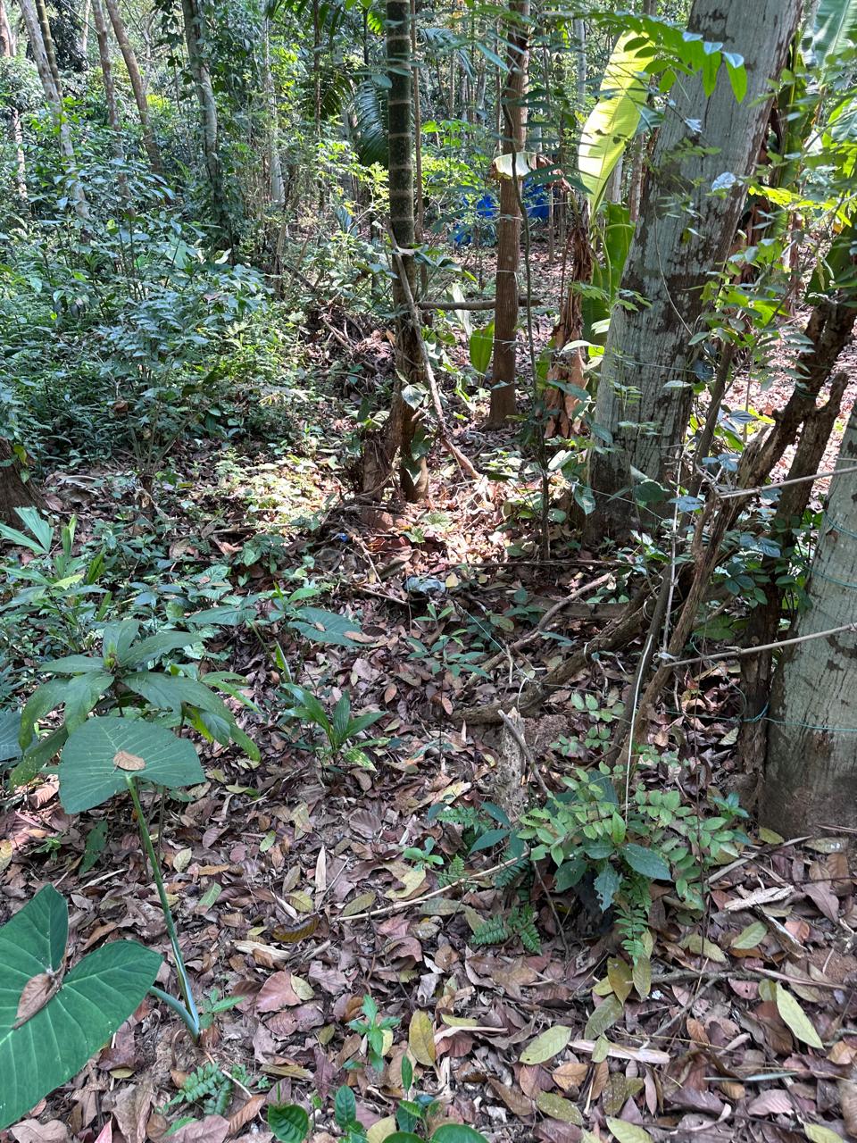 Land pic