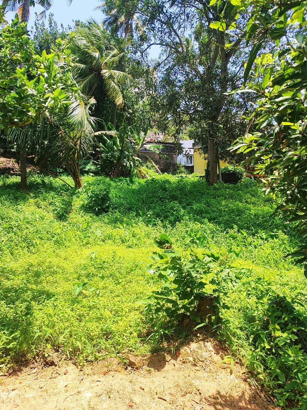31-Cent Residential Land for Sale in Plamoodu, Near Anadiyil